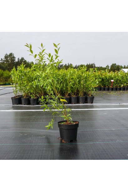 Лохина Пінк Лимонад контейнер 5 л 